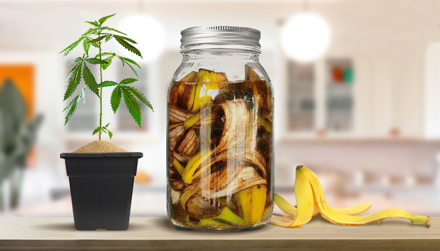 Banana peel tea for cannabis