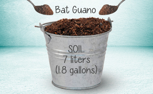 Bat guano soil