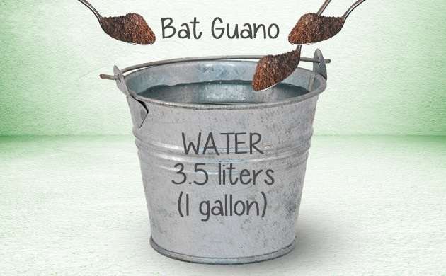 Bat guano tea