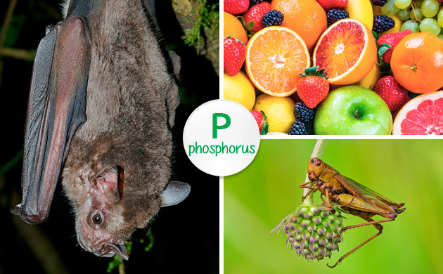 Jamaican bat guano