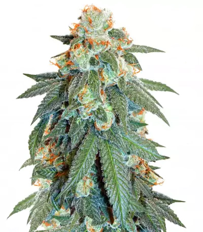 Auto Orange Bud