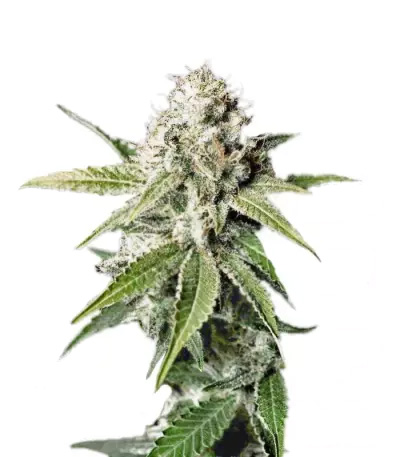 White Widow