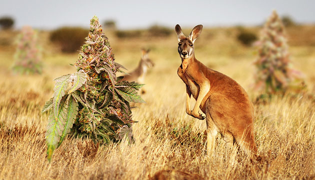 Best strains to grow in Australia