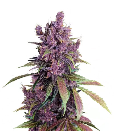 Black Cherry Punch