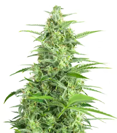 Sour Diesel Auto