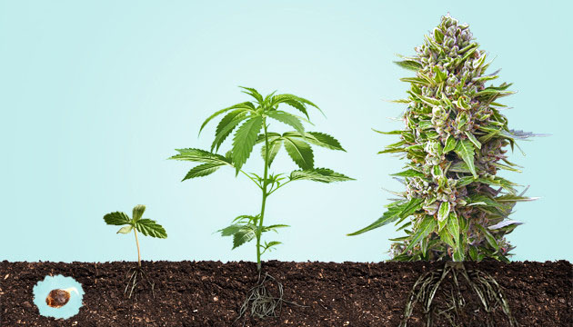 Cannabis growth stages