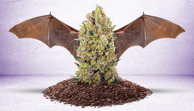 Bat guano for weed