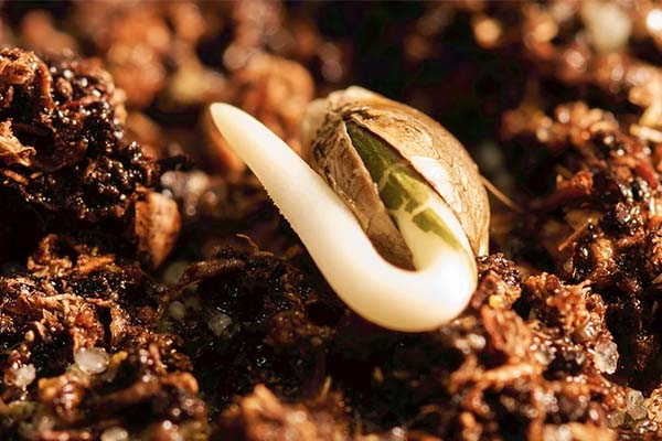 Germinating cannabis seeds in soil