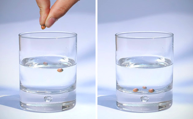 Germinating cannabis seeds in water