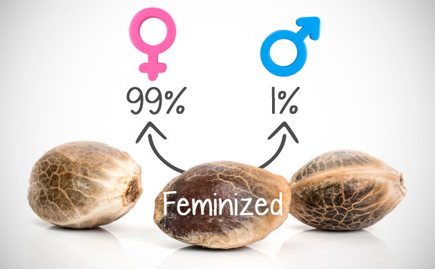 Feminized seeds