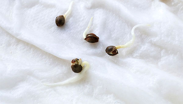 Germinating cannabis seeds in paper towel