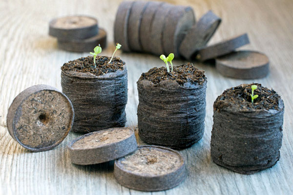 Germinating cannabis seeds in peat pellets