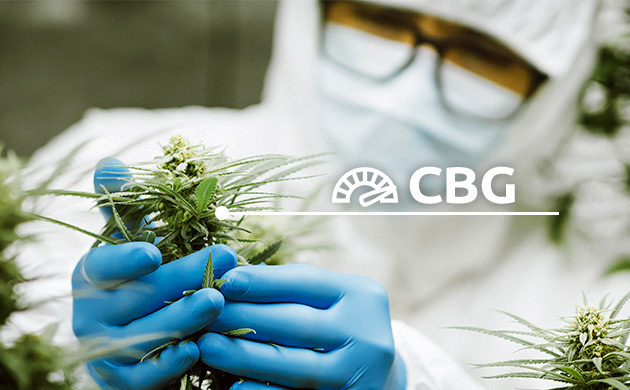 High CBG strains