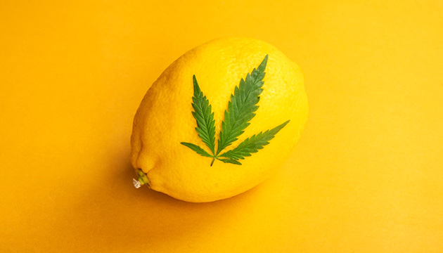 Lemon weed strains