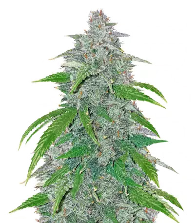 Blue Dream’matic Auto